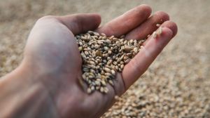 Продаж надлишків зерна принесе Україні до $10 млрд — Уряд розширює експортні канали