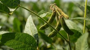 Визначено ключові аспекти вибору сорту сої