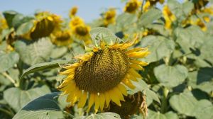 Експерт розповів, як провести гербіцидний захист посівів соняшника