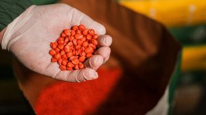 Уряд спростив імпорт насіння в Україну, але закликав купувати вітчизняне 