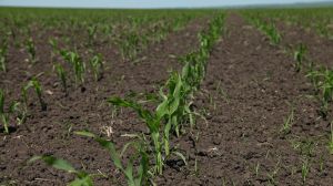 Експерт порадив надійні засоби для захисту кукурудзи від бур’янів