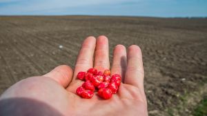 Близько сотні аграріїв з Львівщини отримали безкоштовне насіння кукурудзи
