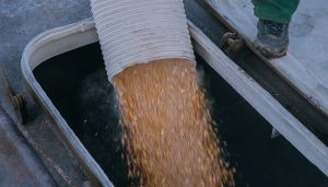 З окупованих територій вкрадено і вивезено рф декілька сот тисяч тонн зерна
