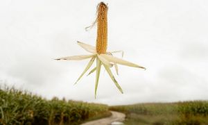 Закупівельні ціни на кукурудзу відновили зростання: деталі