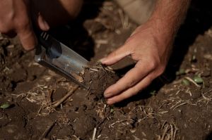 Експерт розповів як уникнути зменшення втрат кальцію з ґрунту
