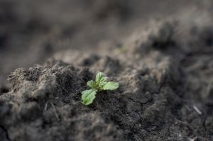 Як залежить pH ґрунту від балансу мікроелементів у ньому — розповів фахівець