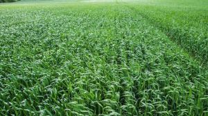 Названі схеми захисту озимої пшениці для Лісостепу, Полісся і Степу