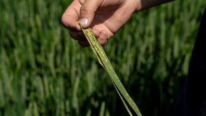 Листя пшениці, уражене хворобою