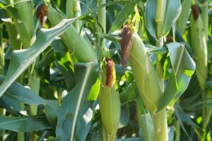 Листкове підживлення кукурудзи мікроелементами поліпшує озерненість качана та якість продукції, — експерт