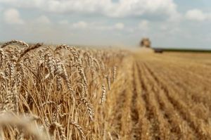 У Бразилії розпочали тестування посухостійкого гібрида ГМ-пшениці