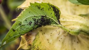Сисні шкідники загрожують посівам соняшнику і цукрового буряка — Держпродспоживслужба
