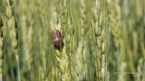 Розвиток шкідників і хвороб у посівах зернових колосових — фітосанітарний звіт на 30 червня