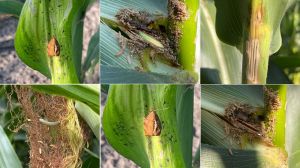 Пошкодження кукурудзи стебловим метеликом