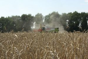 На Одещині очікують зібрати врожай в обсязі 60% від минулого року