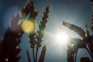 Екстремальні погодні умови та війна в Україні підвищують інтерес до вирощування генетично модифікованої пшениці