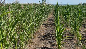 Через посуху на Вінниччині очікується недобір урожаю кукурудзи