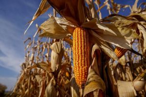 Аналітики озвучили прогноз урожаю кукурудзи в Україні в 2022 році