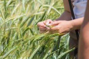 Сорти-дворучки озимої пшениці створюють у Селекційно-генетичному інституті