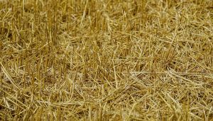 Пожнивні рештки пшениці
