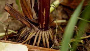Повітряні корені рослини кукурудзи