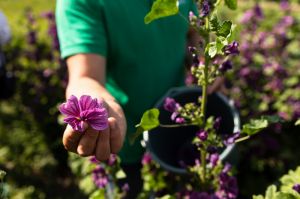 На Тернопільщині діти вирощують борщовий набір і чай для ЗСУ