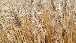 Круглозерна пшениця