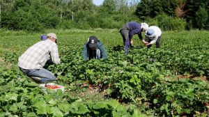 Українські працівники збирають суницю в фермерському господарстві Фінляндії