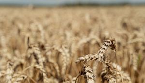 Урожай озимої пшениці