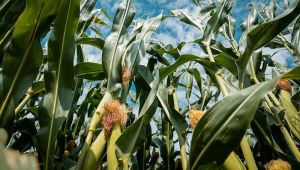 Шкідники заселяють посіви кукурудзи