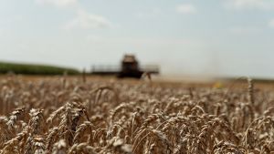 Комбайн жнивує пшеницю
