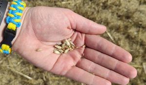 Зерно пшениці урожаю-2022