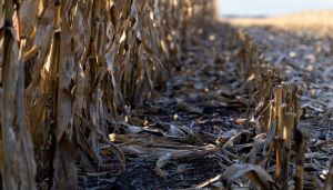 Зимівля кукурудзи на полі