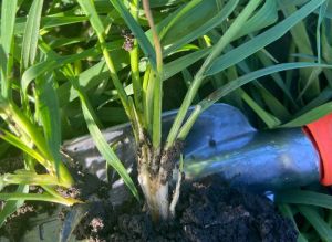 Рослина озимої пшениці пощшкоджена злаковою мухою