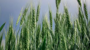 ГМ-пшениця
