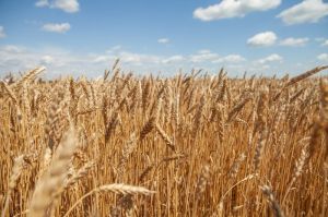 Посів озимої пшениці