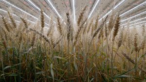В Нідерландах почали вирощувати пшеницю у вертикальних фермах 