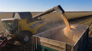 Кукурудзу в Україні зібрано з 50% площ, середня врожайність 5,81 т/га