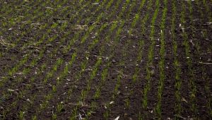 Експерт порадив стратегії азотного живлення пшениці за високої ціни на добрива