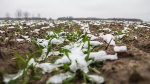Жита під урожай-2023 найбільше посіяно на Рівненщині