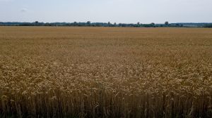 Відкриття нового гена напівкарликовості дає основу для створення посухостійкої пшениці