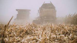 Жнива-2022: ще досі не зібрано 15% площ зернових і зернобобових