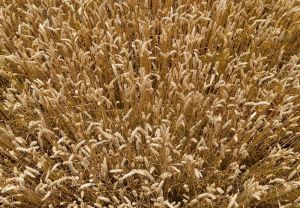 Посів озимої пшениці
