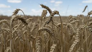 USDA знизило прогноз світового виробництва пшениці на 2 млн т