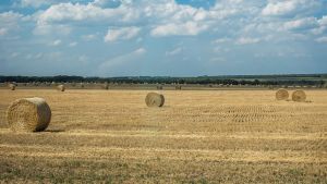 Добрива з попелу соломи зернових — експерименти показали підвищення врожайності й pH