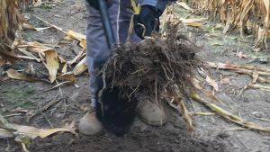 Найбільше кореневих решток залишається в ґрунті після збирання конюшини лучної, — фахівці НААН