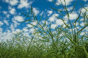 Виробництво ріпаку