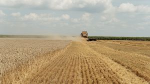 Вінниччина отримала один з найкращих результатів за обсягами зібраного зерна у 2022 р.