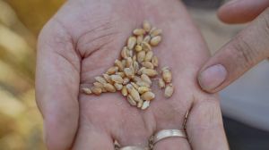 Ціни на українську пшеницю продовжують зростати