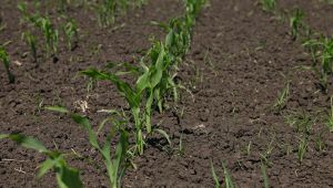 Дія гербіцидів для захисту кукурудзи на наступні культури — названо проблеми