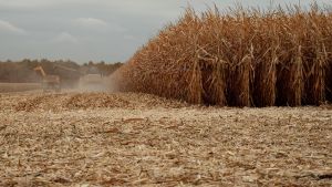 Пожнивні рештки кукурудзи на біогаз — експерт пояснив переваги